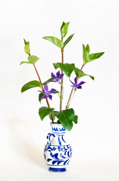 Tři stonky barvínku většího (Vinca major) kvetoucí ve váze (foto) od . .