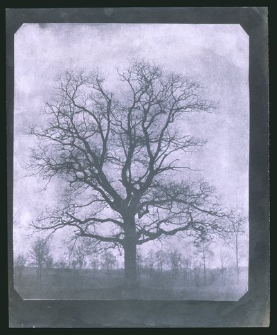 Strom v zimě, polovina 19. století od Frederick (attr. to) Barnard