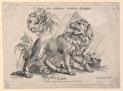 Studie lvů, deska 4 z "Cahier des Desseins Diverses Animalaux" od after Jean Baptiste Huet