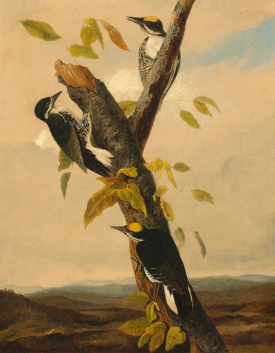 Datel tříprstý černohřbetý od after John James Audubon Joseph Bartholomew Kidd