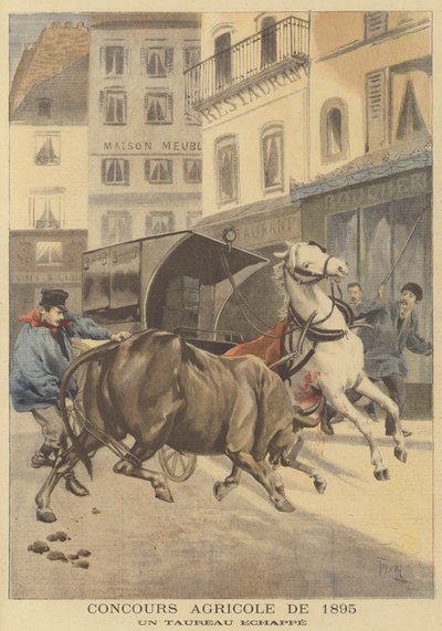 Zemědělská výstava z roku 1895. Býk na útěku od after Oswaldo Tofani