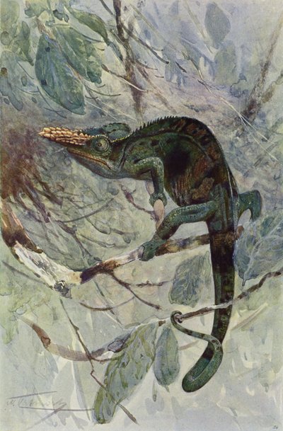 Chameleon africký od after Wilhelm Kuhnert
