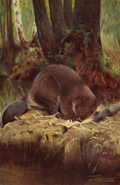 Bobr od after Wilhelm Kuhnert