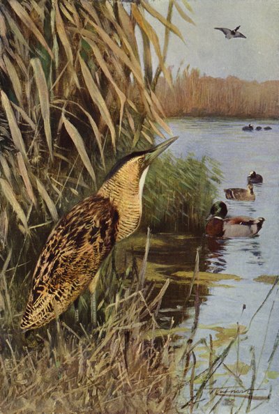 Bittern od after Wilhelm Kuhnert