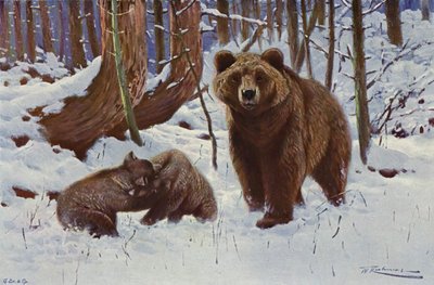 Hnědý medvěd od after Wilhelm Kuhnert