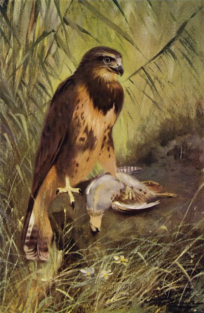 Káně od after Wilhelm Kuhnert