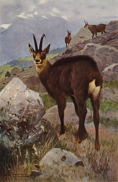 Kamzík od after Wilhelm Kuhnert