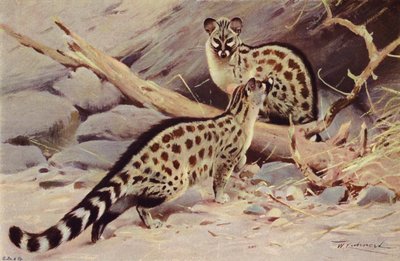 Dongola Genet od after Wilhelm Kuhnert