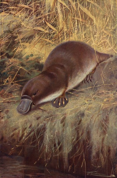 Kachní zobák od after Wilhelm Kuhnert