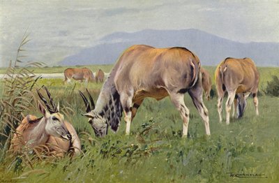 Eland od after Wilhelm Kuhnert