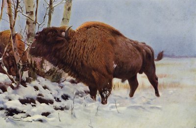 Zubr evropský od after Wilhelm Kuhnert