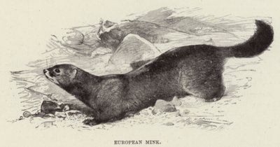 Norek evropský od after Wilhelm Kuhnert