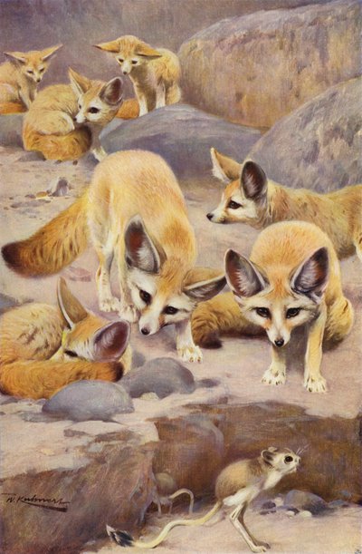 Fennec a Jerboa od after Wilhelm Kuhnert