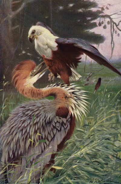 Volavka obrovská a Orel mořský od after Wilhelm Kuhnert