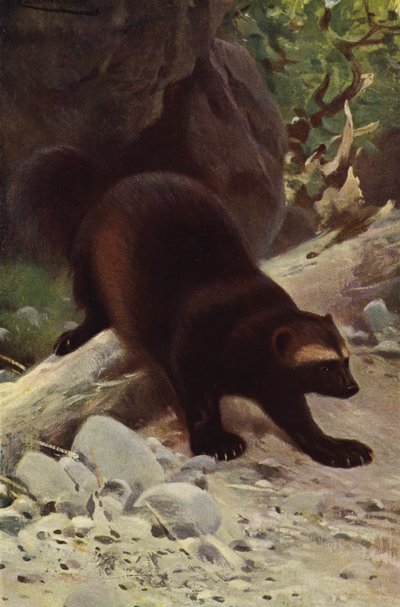 Glutton nebo Wolverine od after Wilhelm Kuhnert