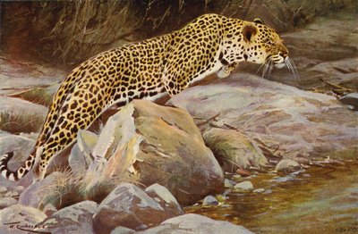Leopardí od after Wilhelm Kuhnert