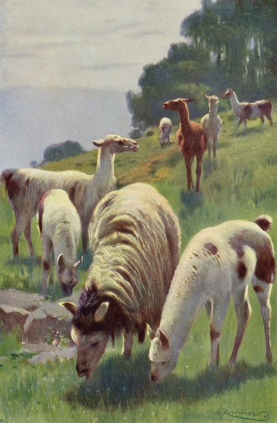 Lama od after Wilhelm Kuhnert