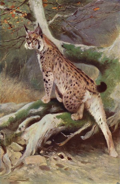 Rys od after Wilhelm Kuhnert