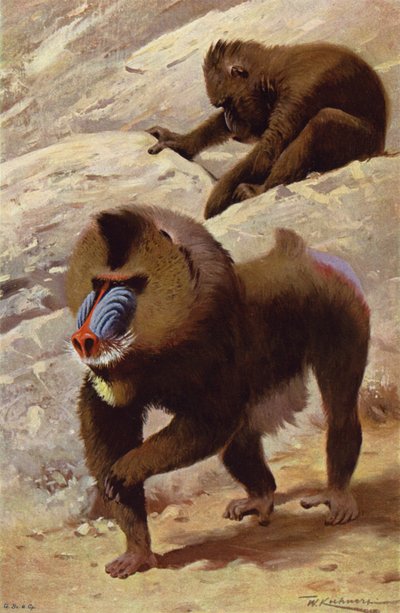 Mandrill od after Wilhelm Kuhnert