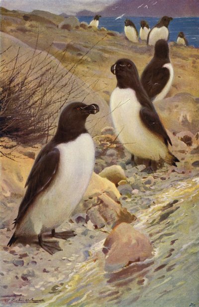 Razorbill od after Wilhelm Kuhnert