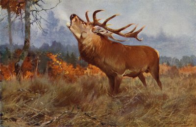 Red Deer od after Wilhelm Kuhnert