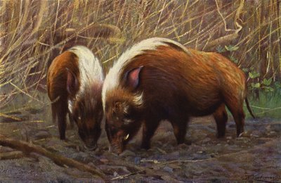 River-Hog od after Wilhelm Kuhnert