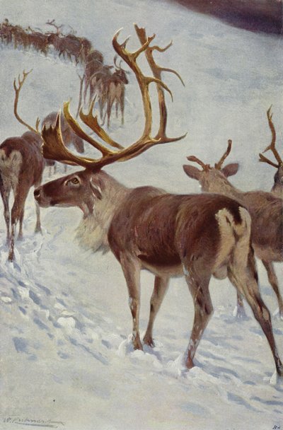Skandinávský sob od after Wilhelm Kuhnert