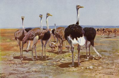 Somálský pštros od after Wilhelm Kuhnert