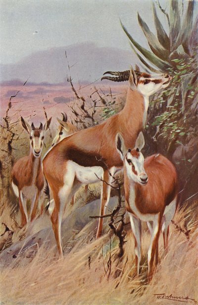 Springbok od after Wilhelm Kuhnert