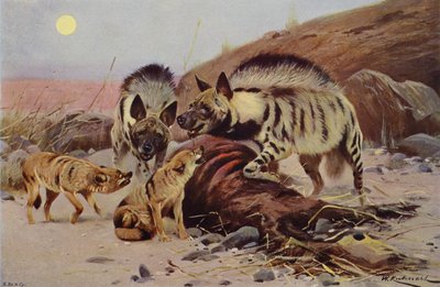 Hyena pruhovaná a Šakal od after Wilhelm Kuhnert