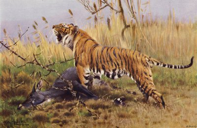 Tiger od after Wilhelm Kuhnert