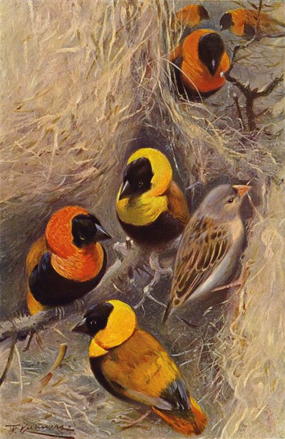 Weaver Ptáci od after Wilhelm Kuhnert