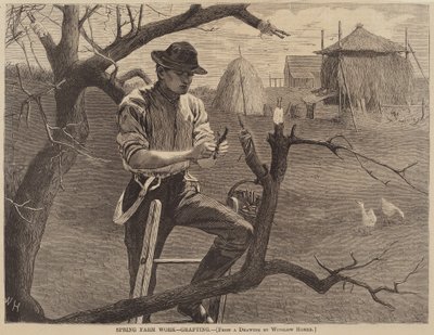 Jarní farmářské práce - Roubování od Winslow Homer