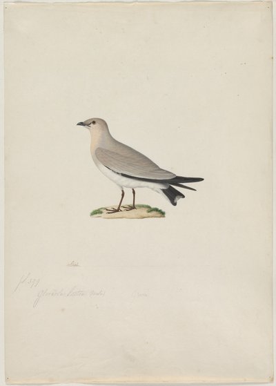 Pratincole malá (Glareola lactea) od attributed to Paul Hüet