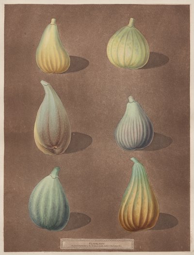 Pomona Britannica: č. 74 - Obr od attributed to Richard Brookshaw