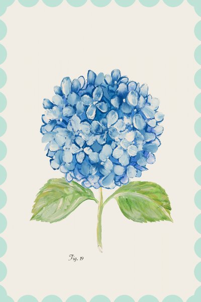 Ilustrace modré hortenzie od cartissi
