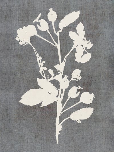 Botanická silueta růže od cartissi
