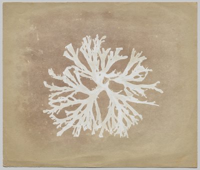 Řasy od circle of William Henry Fox Talbot