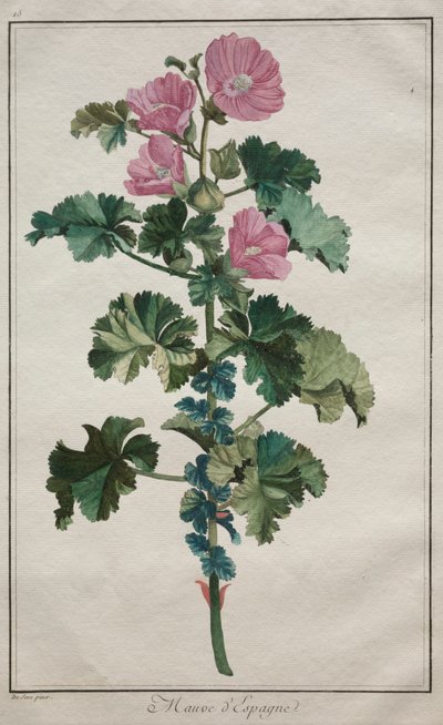 Sbírka dvaceti čtyř rostlin a květin: Sléz, po roce 1772. od de Seve