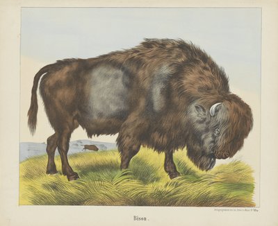 Bison (název na objektu) od firma Joseph Scholz