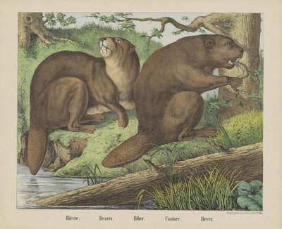 Bièvre. / Bobr. / Biber. / Castore. / Bever (název na objektu) od firma Joseph Scholz