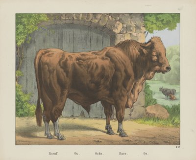 Boeuf. / Vůl. / Ochs. / Bove. / Os (název na objektu) od firma Joseph Scholz