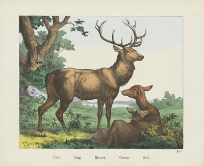 Cerf. / Jelen. / Hirsch. / Cervo. / Hert (název na objektu) od firma Joseph Scholz