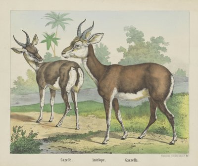 Gazela. / Antilopa. / Gazella (název na objektu) od firma Joseph Scholz