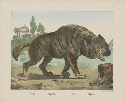 Hyena. / Hyena. / Hyena. / Hyena (titul na objektu) od firma Joseph Scholz