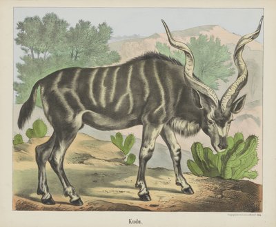 Kudu (název na objektu) od firma Joseph Scholz