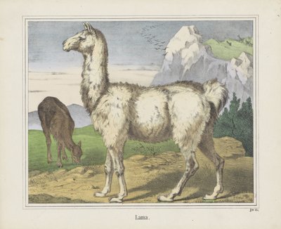 Lama (název na objektu) od firma Joseph Scholz