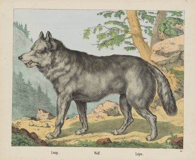 Loup. / Vlk. / Lupo (název na objektu) od firma Joseph Scholz