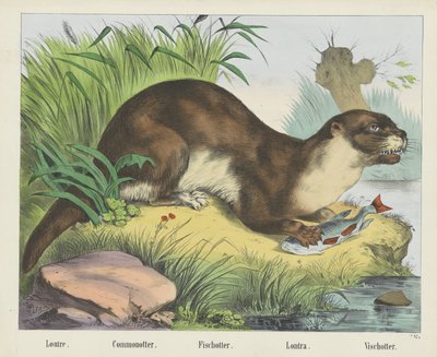 Loutre. / Commonotter. / Fischotter. / Lontra. / Vischotter (název na objektu) od firma Joseph Scholz