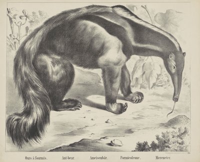 Naše à antmis. / Medvěd mravenec. / Medvěd mravenec. / Formicoleone. / Mořský jedlík (název na objektu) od firma Joseph Scholz